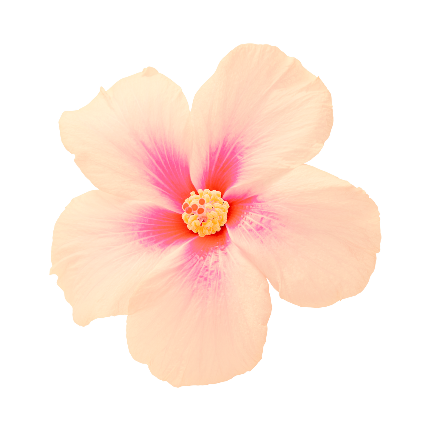 Montréal Hibiscus